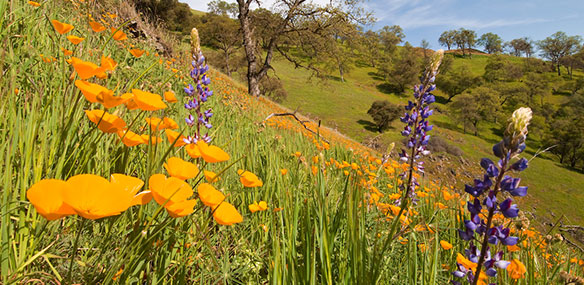 Hillside in Amador County covered in Poppies and other wildflowers
